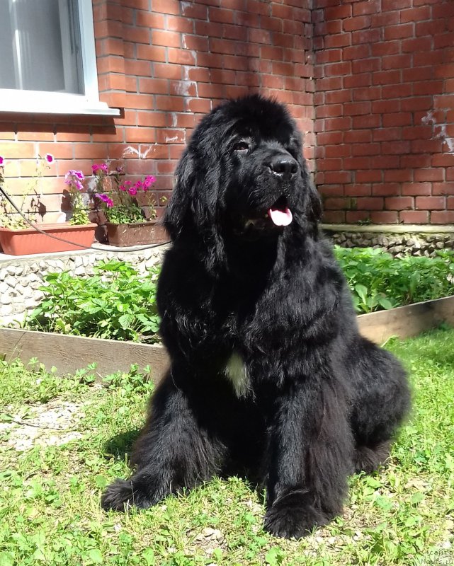 Фото: ньюфаундленд Newettas Ice Princess Of Denmark