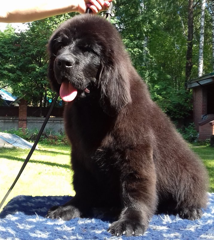 Фотография № 211437