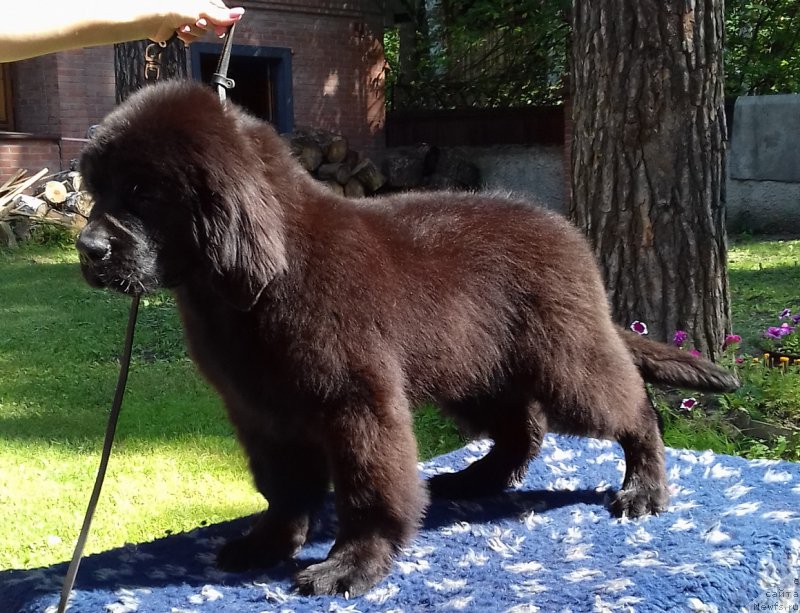 Фотография № 211439