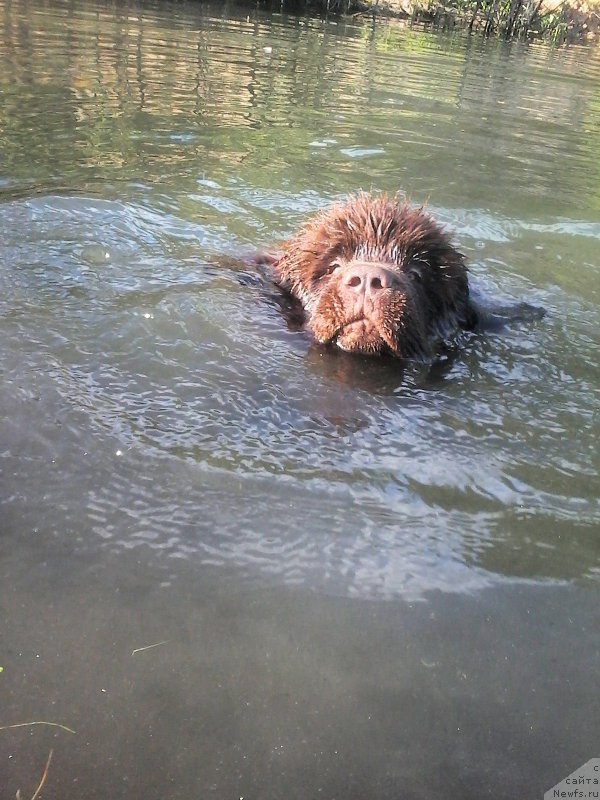 Фото: ньюфаундленд Brownblood MSK Veles Alister (Браунблад МСК Велес Алистер)