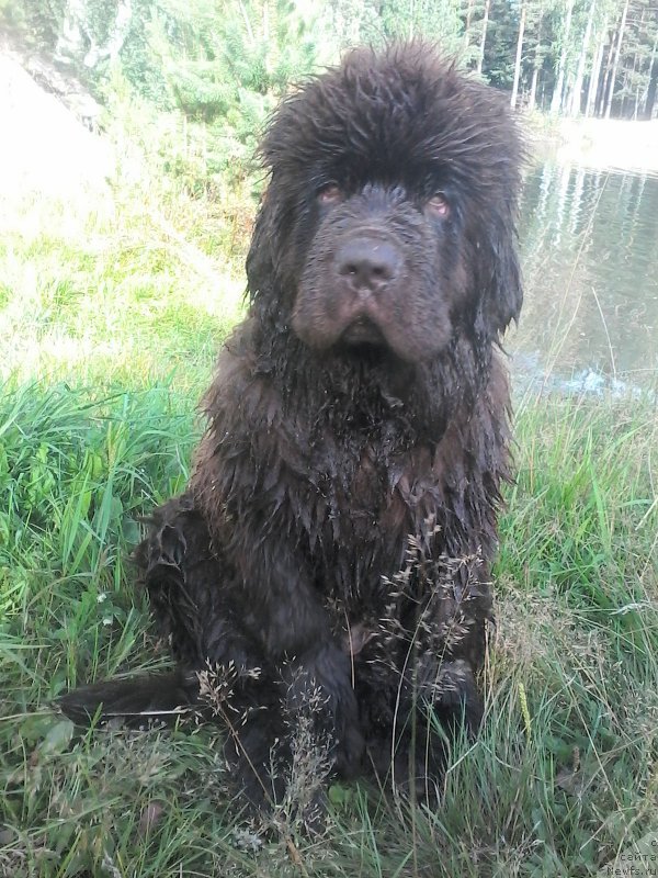 Фото: ньюфаундленд Brownblood MSK Veles Alister (Браунблад МСК Велес Алистер)