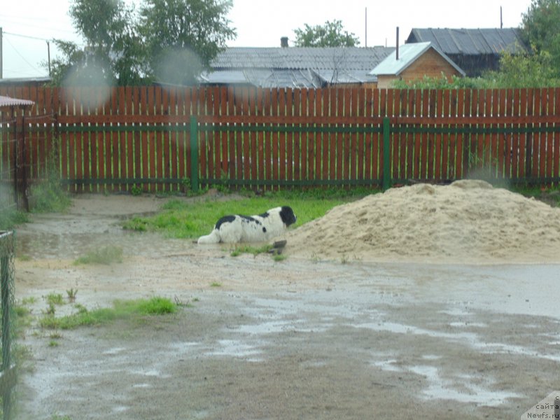 Фото: ньюфаундленд Mag Ispolin Morskaya Jemchujina (Маг Исполин Морская Жемчужина)