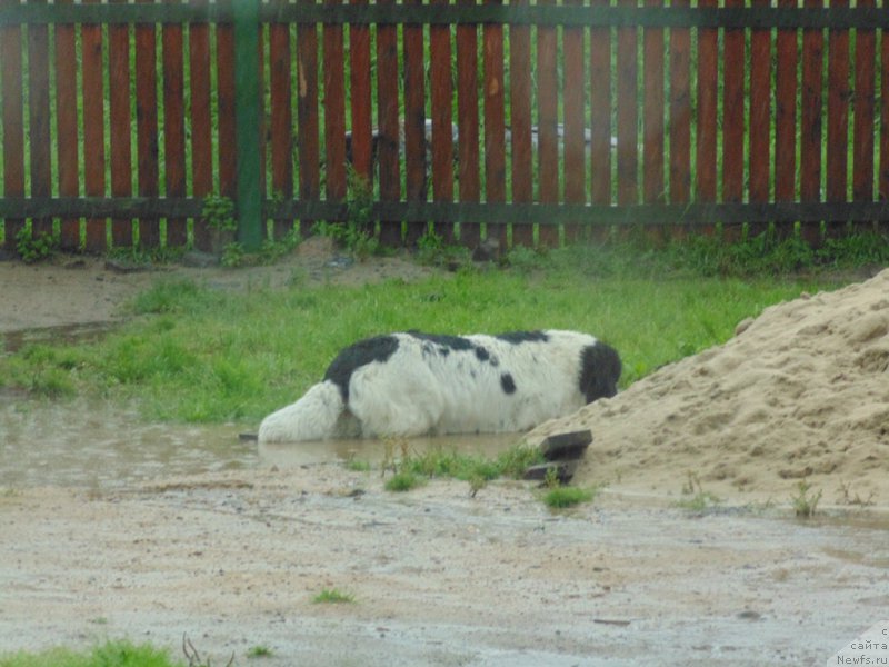 Фото: ньюфаундленд Mag Ispolin Morskaya Jemchujina (Маг Исполин Морская Жемчужина)