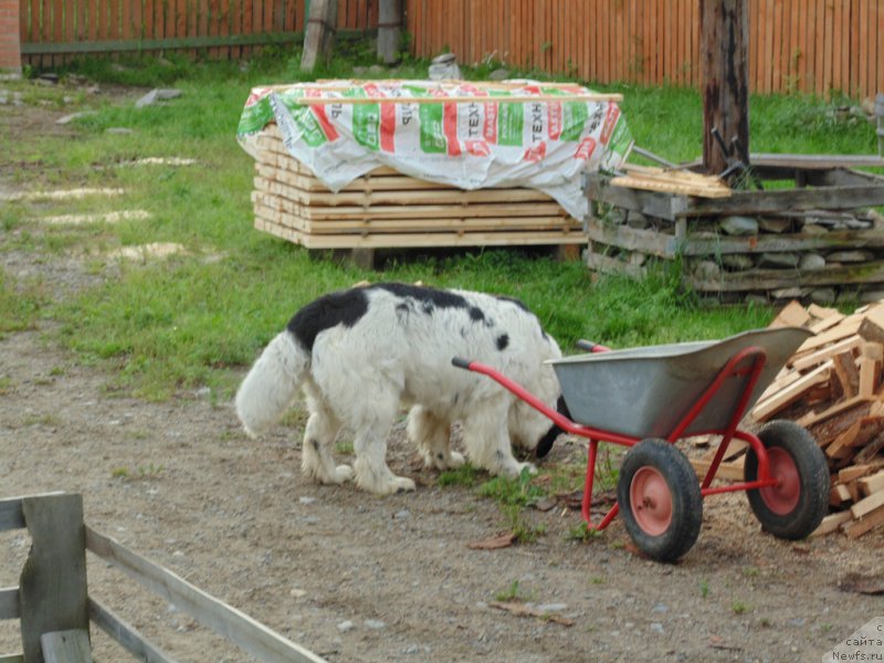 Фото: ньюфаундленд Mag Ispolin Morskaya Jemchujina (Маг Исполин Морская Жемчужина)