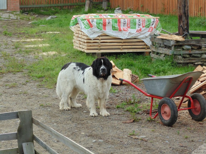 Фото: ньюфаундленд Mag Ispolin Morskaya Jemchujina (Маг Исполин Морская Жемчужина)
