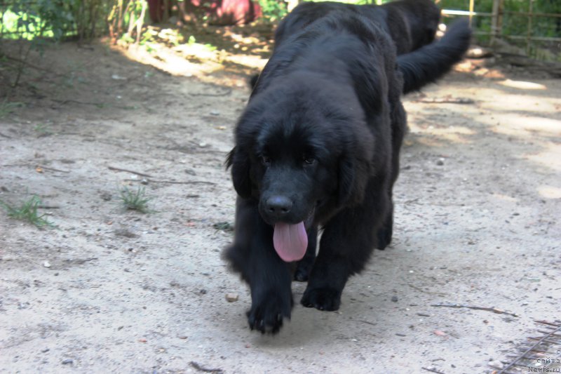 Фото: ньюфаундленд Perseja is Antagrada (Персея из Антаграда)