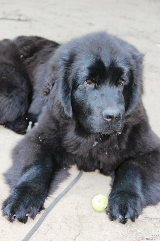 Фото: ньюфаундленд Perseja is Antagrada (Персея из Антаграда)