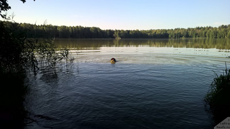 Фото: ньюфаундленд Brownblood MSK Zhanara Haya (Браунблад МСК Жанара Хайя)