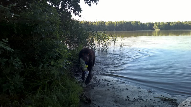 Фото: ньюфаундленд Brownblood MSK Zhanara Haya (Браунблад МСК Жанара Хайя)