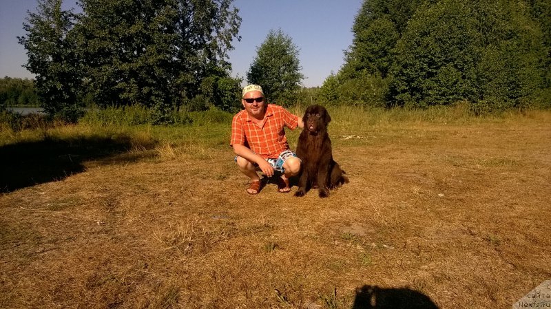 Фото: ньюфаундленд Brownblood MSK Zhanara Haya (Браунблад МСК Жанара Хайя)