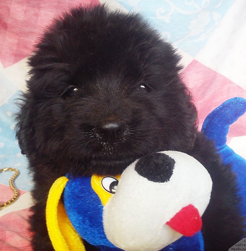 Фото: ньюфаундленд Kuitmi Ratyemirf YEvora Mi Lav (Куитми Ратэмирф Эвора Ми Лав)