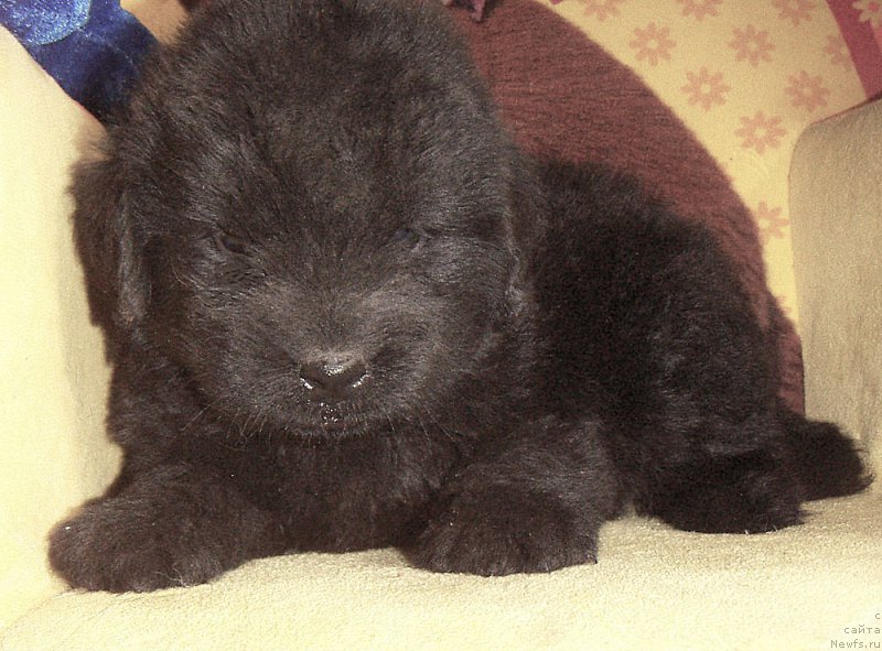 Фото: ньюфаундленд Kuitmi Ratyemirf YEvora Mi Lav (Куитми Ратэмирф Эвора Ми Лав)
