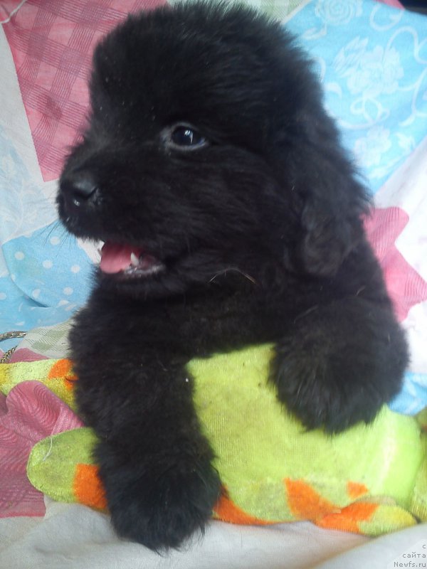 Фото: ньюфаундленд Kuitmi Ratyemirf YElefana Vyel'n (Куитми Ратэмирф Элефана Вэльн)