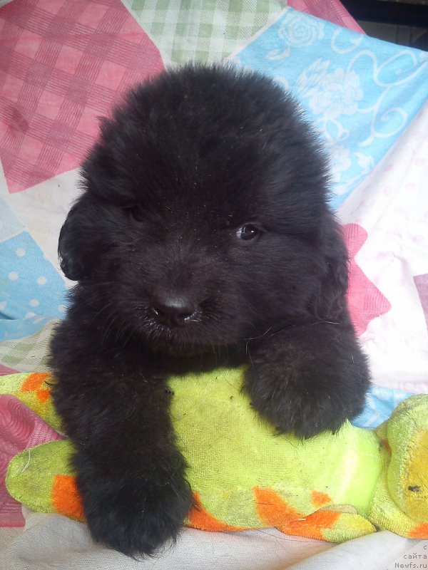 Фото: ньюфаундленд Kuitmi Ratyemirf YElefana Vyel'n (Куитми Ратэмирф Элефана Вэльн)