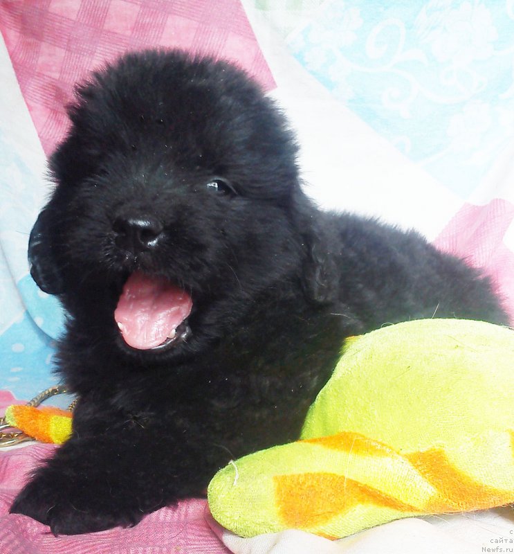 Фото: ньюфаундленд Kuitmi Ratyemirf YElefana Vyel'n (Куитми Ратэмирф Элефана Вэльн)