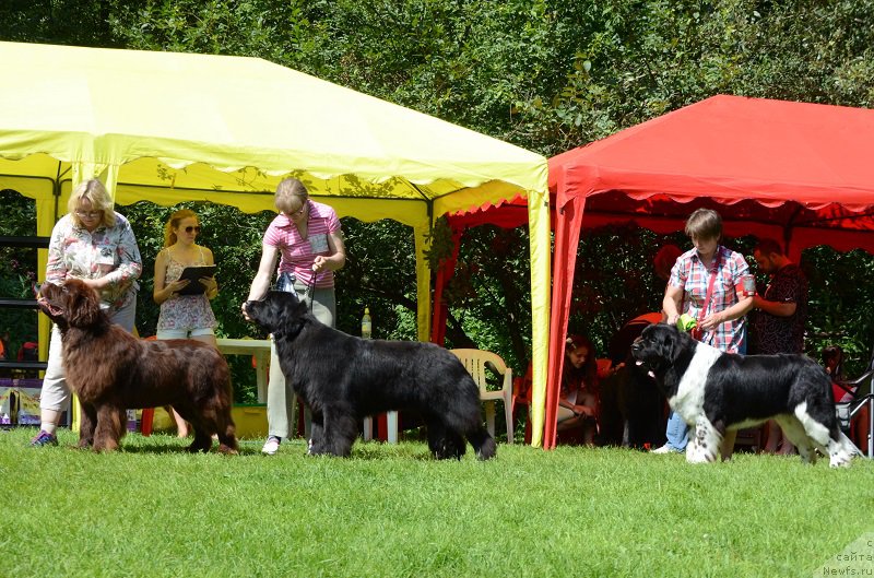 Фото: ньюфаундленд Newfashion The Crowd Goes Wild, Севертан Бейкер, ньюфаундленд Angels Keeper Nibelung (Энджелс Кипер Нибелунг)