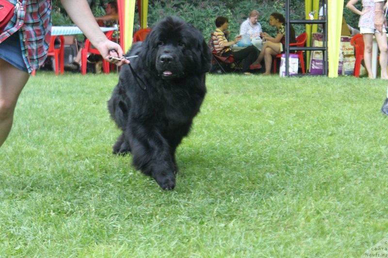 Фото: ньюфаундленд Jelannaya Moya (Желанная Моя)