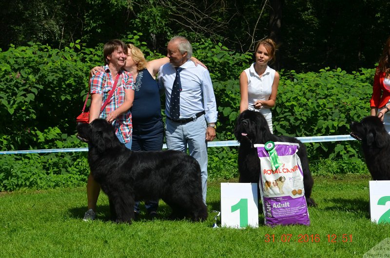 Фото: ньюфаундленд Jelannaya Moya (Желанная Моя), Inna Zimina (Инна Зимина)
