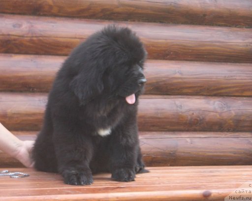 Фотография № 211507