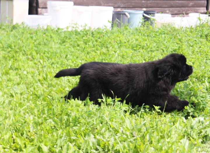 Фото: ньюфаундленд Terra Viktoriya Vodnaya Nimfa (Терра Виктория Водная Нимфа)