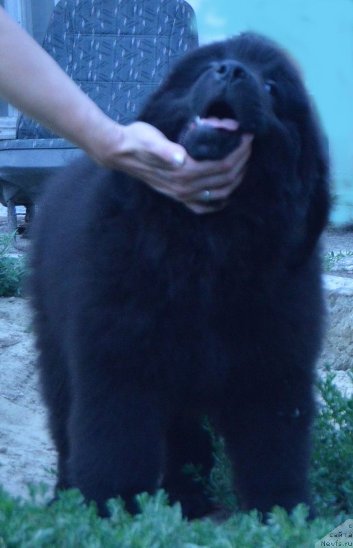 Фото: ньюфаундленд CHernyiy Balu Ippolit Denovich (Черный Балу Ипполит Денович)