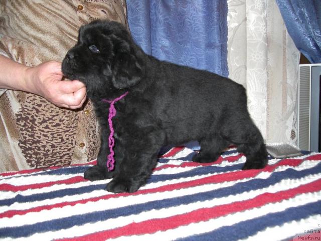 Фото: щенокБоси и Ягоды.