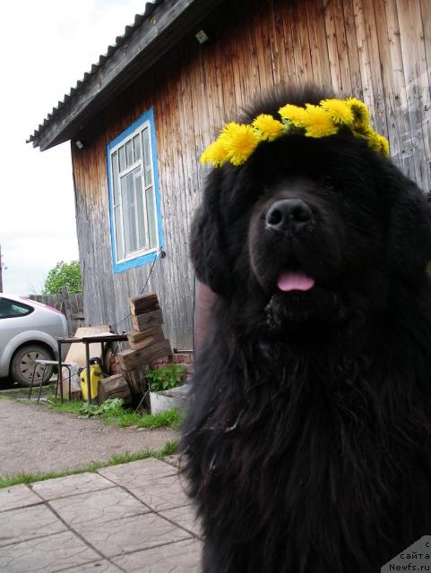 Фото: ньюфаундленд Dans Memori F'yudjan Rif (Данс Мемори Фьюджан Риф)