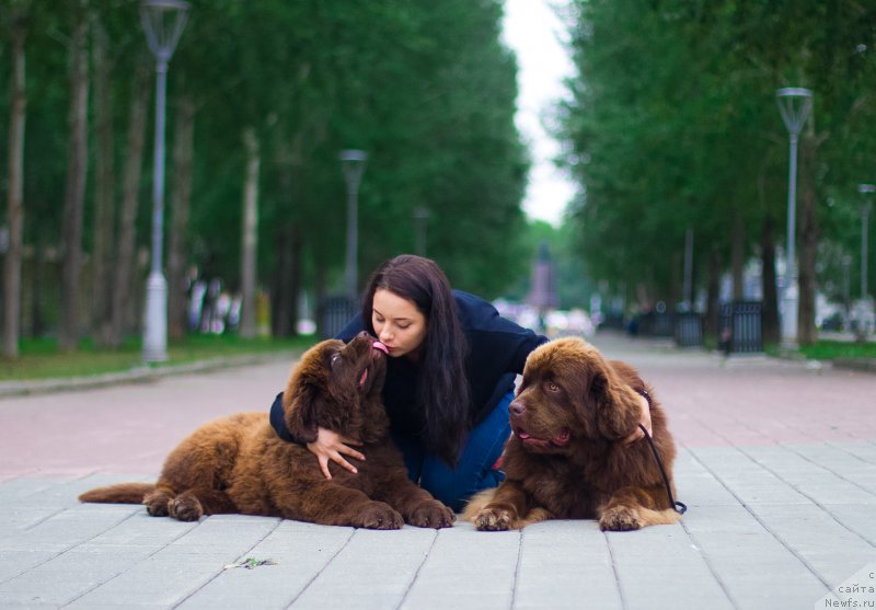 Фото: ньюфаундленд Brownblood MSK Hakim Gold Haydar (Браунблад МСК Хаким Голд Хайдар), ньюфаундленд Brownblood MSK Veles Alister (Браунблад МСК Велес Алистер)