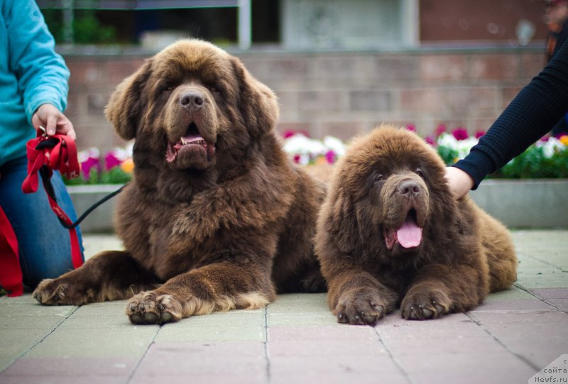 Фото: ньюфаундленд Brownblood MSK Hakim Gold Haydar (Браунблад МСК Хаким Голд Хайдар), ньюфаундленд Brownblood MSK Veles Alister (Браунблад МСК Велес Алистер)