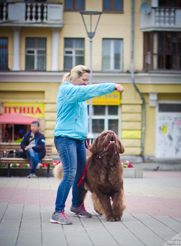 Фото: ньюфаундленд Brownblood MSK Hakim Gold Haydar (Браунблад МСК Хаким Голд Хайдар)