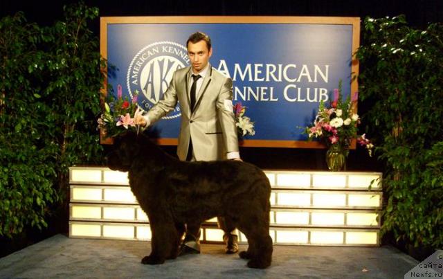 Фото: ньюфаундленд King of Helluland Choose Me (King of Helluland Choose Me)