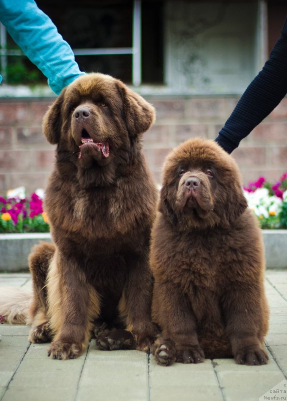 Фото: ньюфаундленд Brownblood MSK Hakim Gold Haydar (Браунблад МСК Хаким Голд Хайдар), ньюфаундленд Brownblood MSK Veles Alister (Браунблад МСК Велес Алистер)