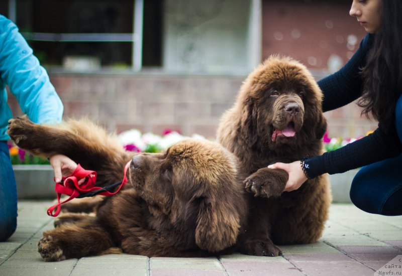 Фото: ньюфаундленд Brownblood MSK Hakim Gold Haydar (Браунблад МСК Хаким Голд Хайдар), ньюфаундленд Brownblood MSK Veles Alister (Браунблад МСК Велес Алистер)