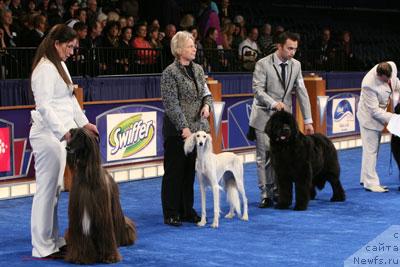 Фото: ньюфаундленд King of Helluland Choose Me (King of Helluland Choose Me)