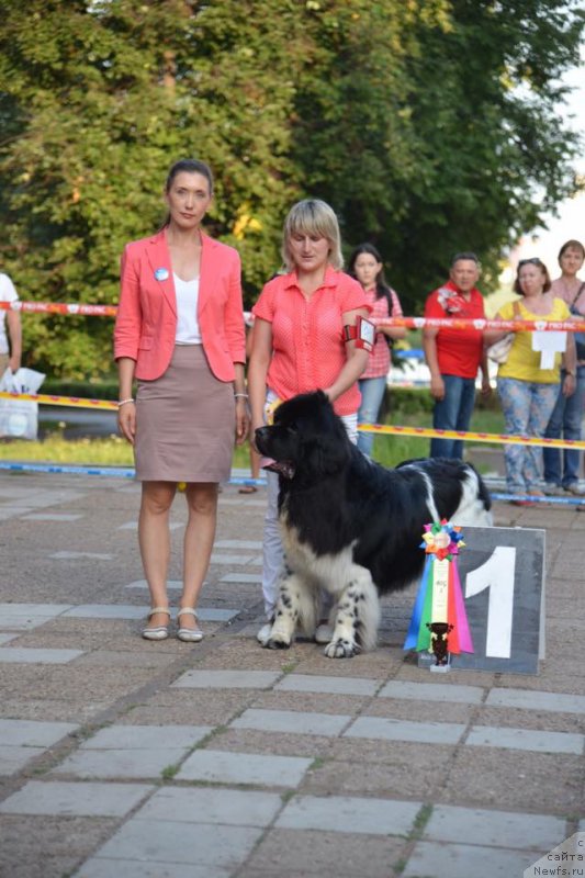 Фото: ньюфаундленд Plushevaya Panda Ferrero Rond Noir (Плюшевая Панда Ферреро Ронд Нуар)