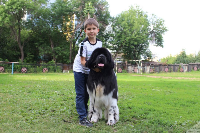 Фото: ньюфаундленд Plushevaya Panda Ferrero Rond Noir (Плюшевая Панда Ферреро Ронд Нуар)