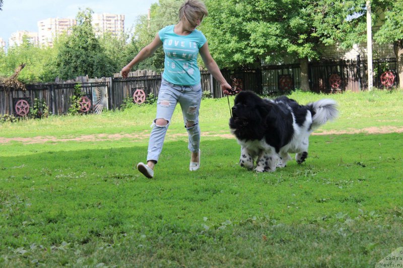 Фото: ньюфаундленд Plushevaya Panda Ferrero Rond Noir (Плюшевая Панда Ферреро Ронд Нуар)