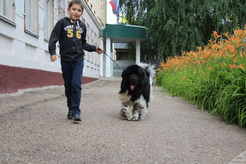 Фото: ньюфаундленд Plushevaya Panda Ferrero Rond Noir (Плюшевая Панда Ферреро Ронд Нуар)