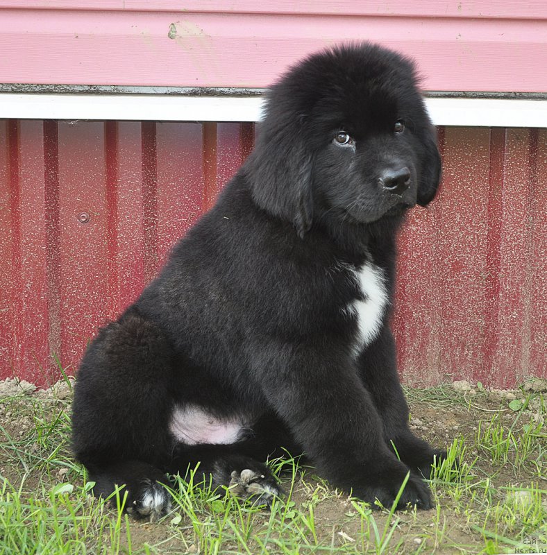 Фотография № 211571