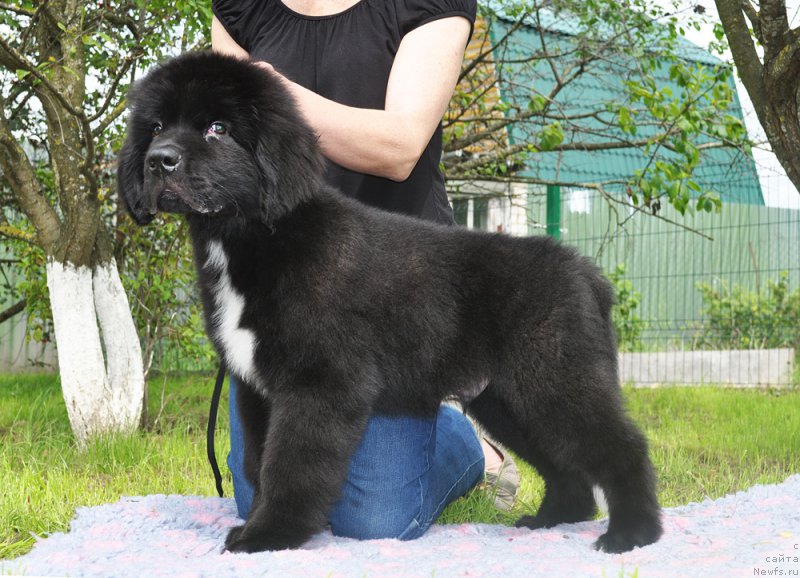 Фотография № 211574