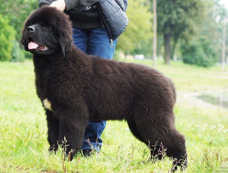 Фотография № 211584