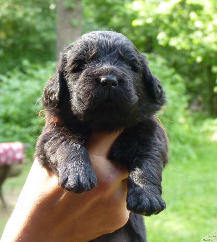 Фото: ньюфаундленд Smigar Vote for Me (Смигар Воут фо ми)