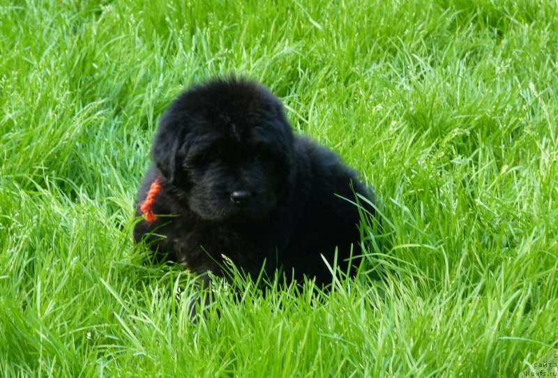 Фото: ньюфаундленд Smigar Vote for Me (Смигар Воут фо ми)