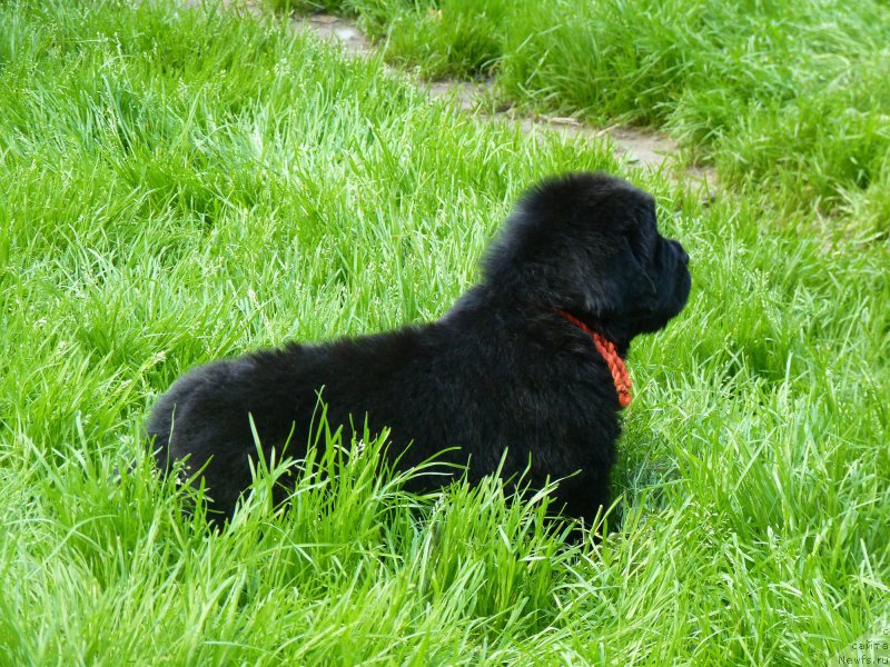 Фото: ньюфаундленд Smigar Vote for Me (Смигар Воут фо ми)