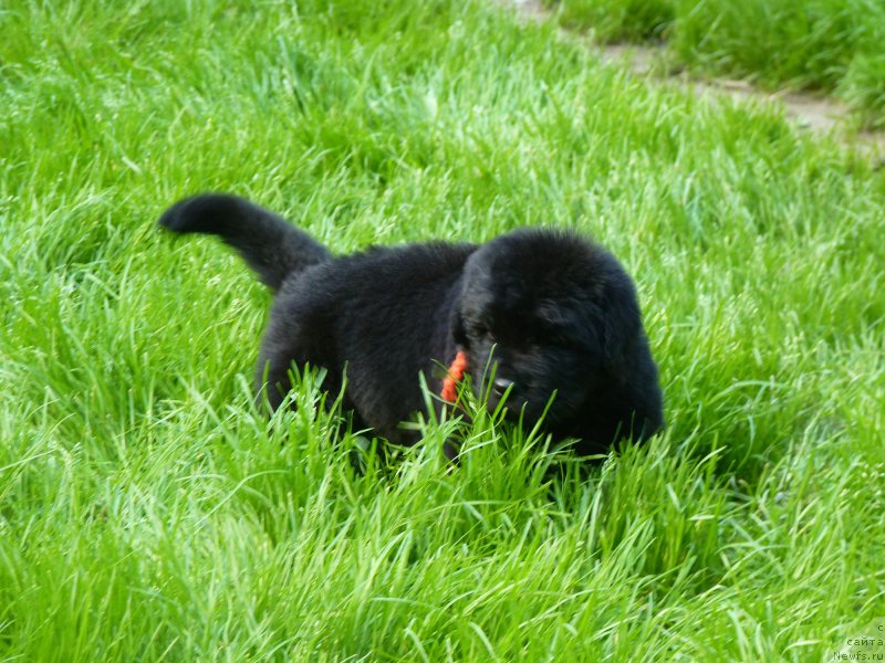 Фото: ньюфаундленд Smigar Vote for Me (Смигар Воут фо ми)