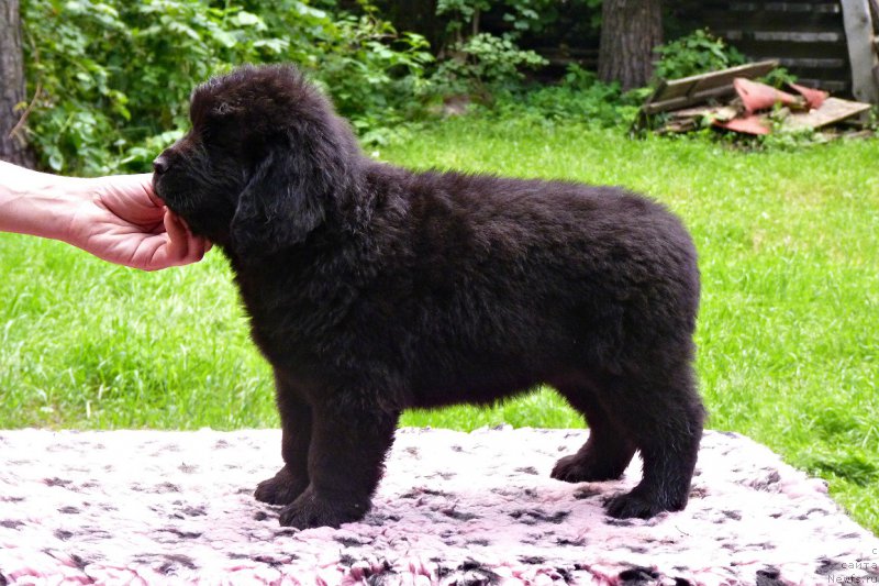 Фото: ньюфаундленд Smigar Vote for Me (Смигар Воут фо ми)