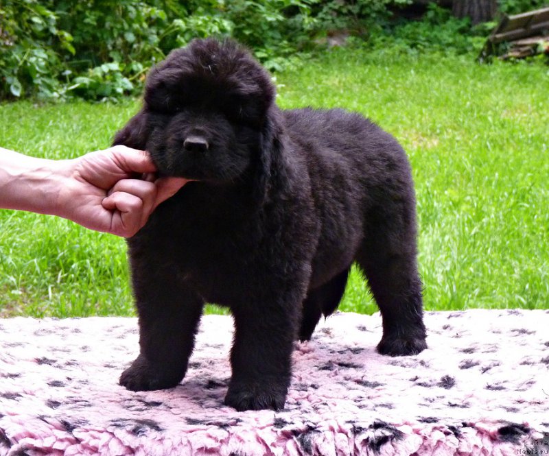 Фото: ньюфаундленд Smigar Vote for Me (Смигар Воут фо ми)