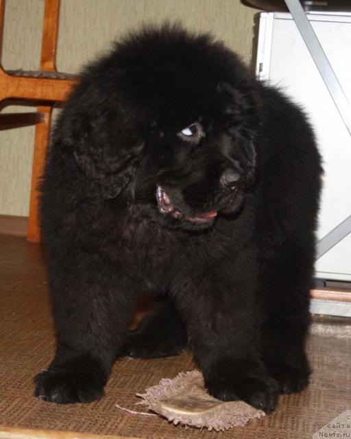 Фото: ньюфаундленд Pchiolkin Dom Vostorg Dushi (Пчёлкин Дом Восторг Души)