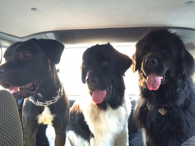 Фото: ньюфаундленд Lepestok Lilii (Лепесток Лилии), ньюфаундленд Sent Djons Prima de Ferolli (Сент Джонс Прима де Феролли), Дари