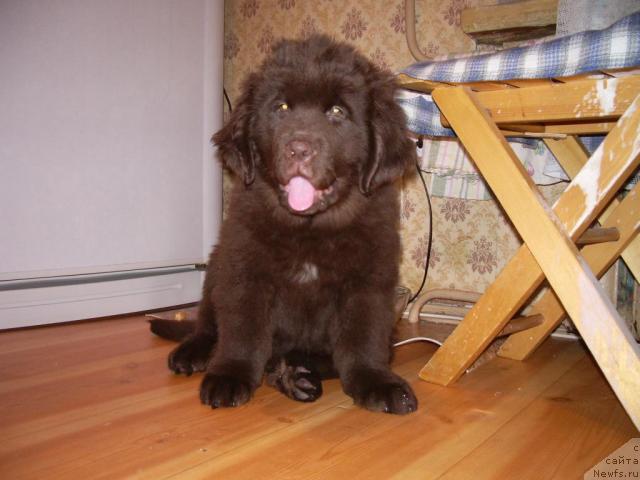 Фото: ньюфаундленд Krasota CHistogo Zolota (Красота Чистого Золота)